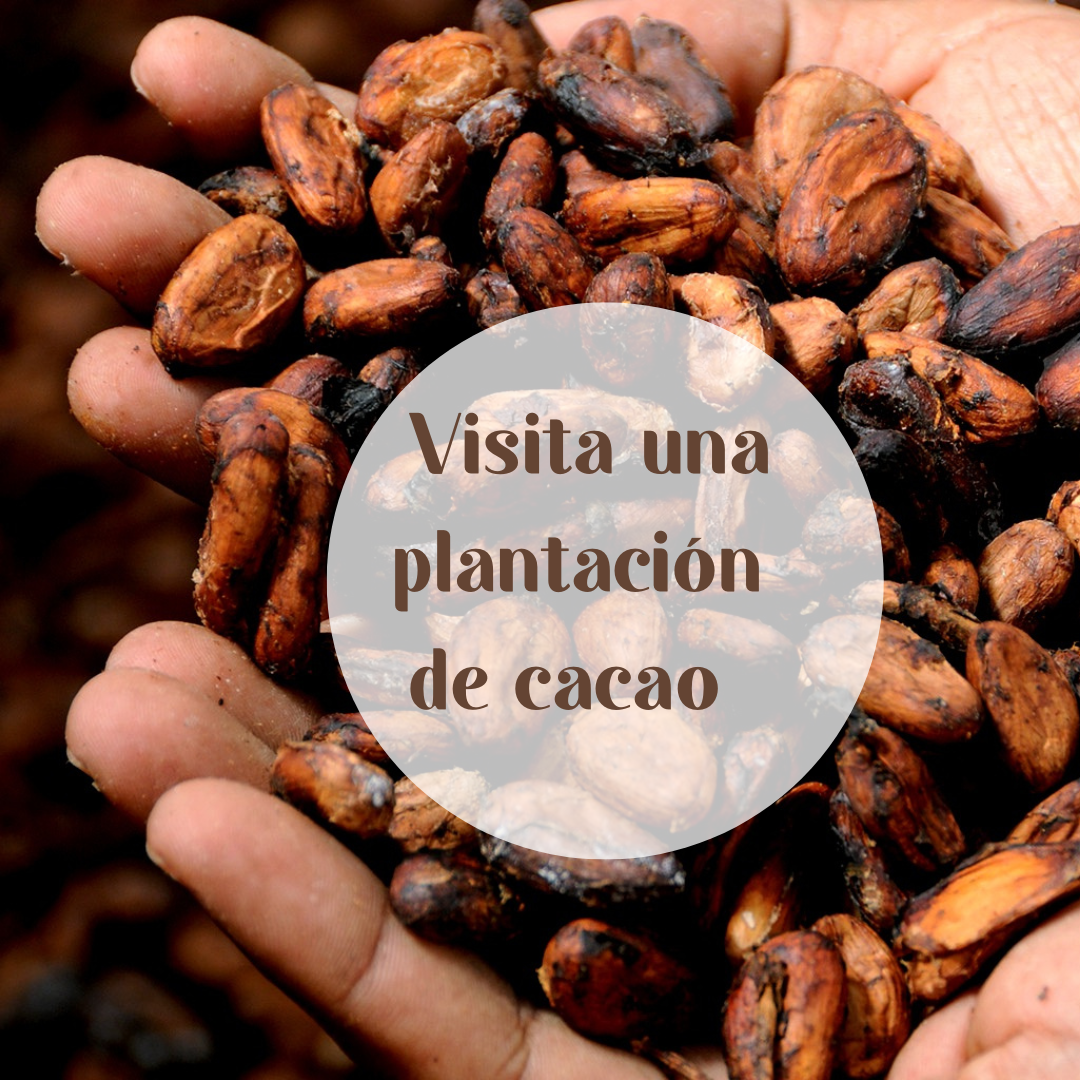 Visita una plantación de cacao en Yucatán