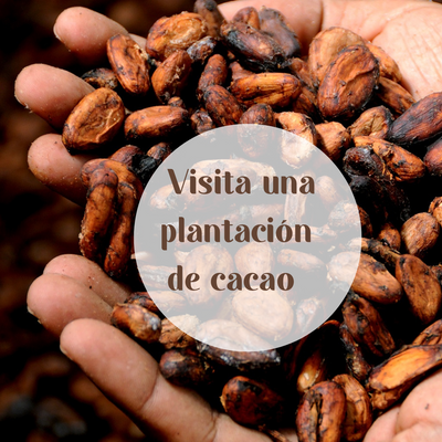 Visita una plantación de cacao en Yucatán